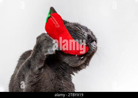 Chat birman américain rêve d'un jouet rouge doux sur les marches en bois Banque D'Images