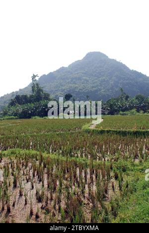 Récolte des rizières dans les montagnes du Nord Vietnam Banque D'Images