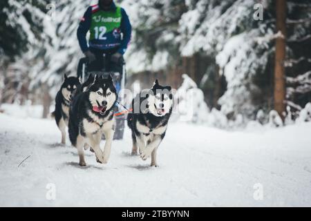 Courses de chiens de traîneau avec Huskies. Ottenschlag, Waldviertel, Autriche Banque D'Images