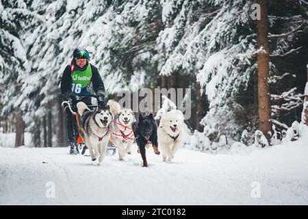 Courses de chiens de traîneau. Ottenschlag, Waldviertel, Autriche Banque D'Images
