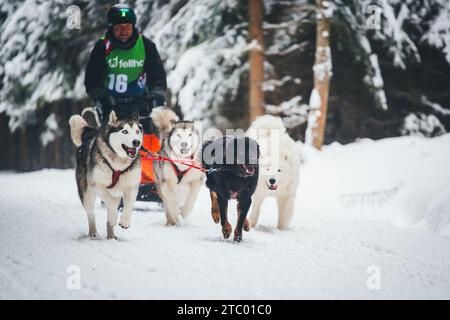 Courses de chiens de traîneau. Ottenschlag, Waldviertel, Autriche Banque D'Images