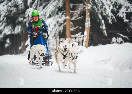 Courses de chiens de traîneau avec Huskies. Ottenschlag, Waldviertel, Autriche Banque D'Images