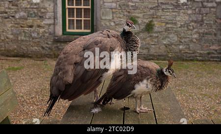 Peacock Bird, deux paons femelles brunes et blanches. Banque D'Images