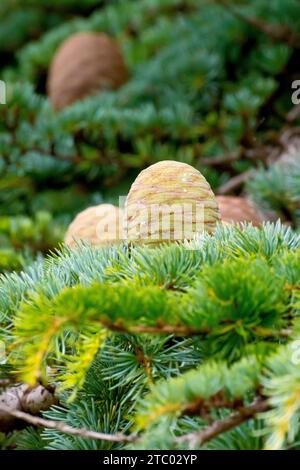 Cèdre du Liban (cedrus libani), gros plan montrant un cône immature non mûr debout sur une branche de l'arbre introduit. Banque D'Images