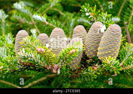 Gros plan d'un groupe de cônes de sapin, peut-être une variété de sapin coréen (abies koreana), certainement une espèce d'abies. Banque D'Images