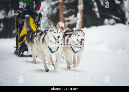 Courses de chiens de traîneau avec Huskies. Ottenschlag, Waldviertel, Autriche Banque D'Images