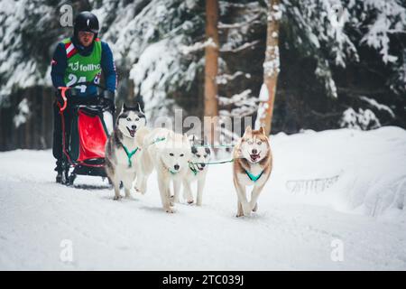 Courses de chiens de traîneau avec Huskies. Ottenschlag, Waldviertel, Autriche Banque D'Images