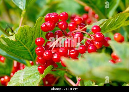 Guelder Rose (viburnum opulus), gros plan des baies rouge vif produites par l'arbuste à la fin de l'été. Banque D'Images