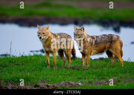 Chacal doré (Canis aureus) paire de chacals Banque D'Images