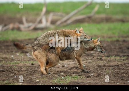 Chacal doré (Canis aureus) paire de chacals s'accouplant Banque D'Images