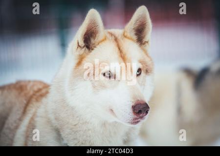 Husky sibérien sur le bûcher Banque D'Images