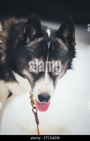Husky sibérien sur le bûcher Banque D'Images