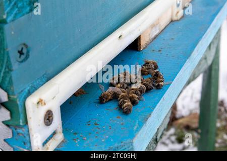 Macro photo d'abeilles mortes sur une surface poussiéreuse Banque D'Images