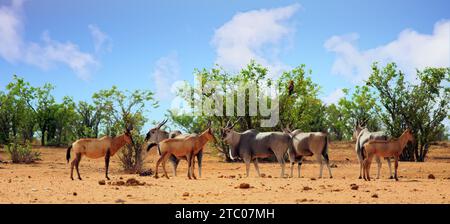 Red Hartebeest et Eland debout ensemble dans le Bush africain - l'Eland est le centre de focalisation, et le mouvement flou sur Red Hartebeest. Banque D'Images