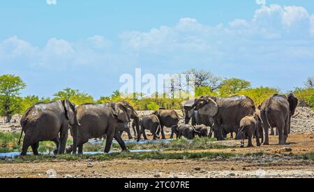 Vue panoramique d'un troupeau d'éléphants s'amusant à un point d'eau - Rietfontein, Etosha Banque D'Images