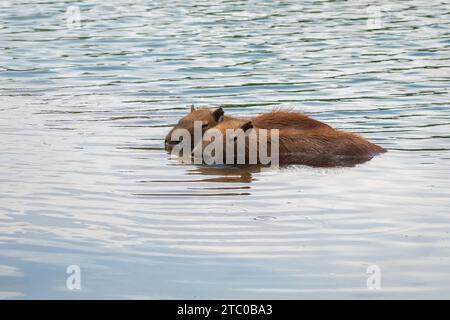 Paire de capybaras (Hydrochoerus hydrochaeris) nageant - plus grand rongeur du monde Banque D'Images