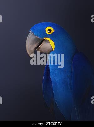 Macaw jacinthe (Anodorhynchus hyacinthinus) - Macaw bleu Banque D'Images