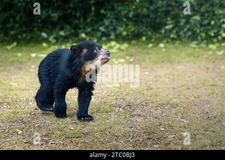 Bébé ours tacheté (Tremarctos ornatus) - ours sud-américain Banque D'Images