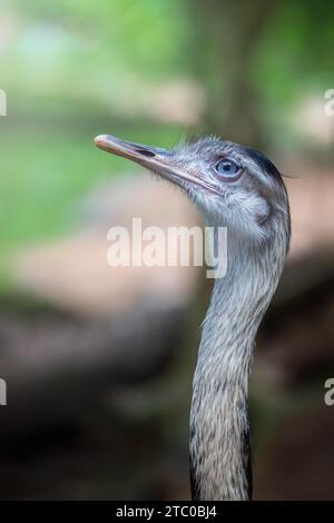 Tête et cou du Grand Rhea (Rhea americana) Banque D'Images