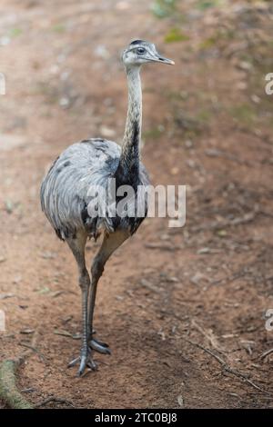 Greater Rhea (Rhea americana) - oiseau sud-américain sans vol Banque D'Images