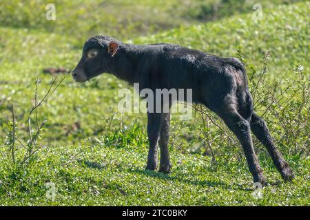 Veau italien méditerranéen Buffalo apprendre à marcher - Buffalo d'eau (Bubalus bubalis) Banque D'Images