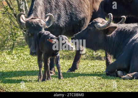 Famille italienne méditerranéenne Buffalo avec veau - Water Buffalo (Bubalus bubalis) Banque D'Images