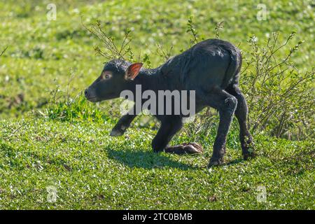 Veau italien méditerranéen Buffalo apprendre à marcher - Buffalo d'eau (Bubalus bubalis) Banque D'Images