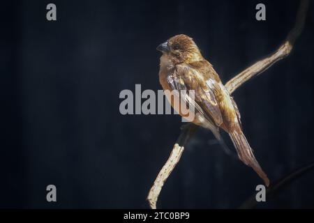 Gros-bec ultramarin femelle (Cyanoloxia brissonii) Banque D'Images