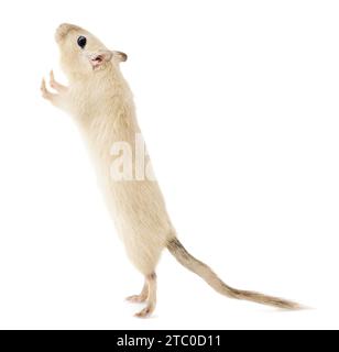 Gerbille d'animal de compagnie beige debout sur ses pattes arrière regardant vers le haut avec une expression curieuse, isolée sur fond blanc Banque D'Images
