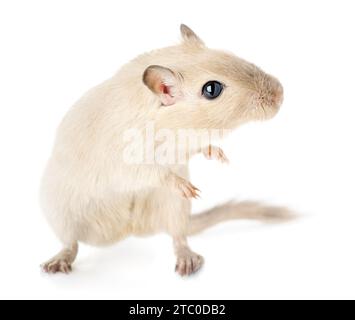 Alerte et curieuse gerbille d'animal de compagnie dans une pose drôle dynamique debout sur ses pattes arrière isolé sur fond blanc Banque D'Images