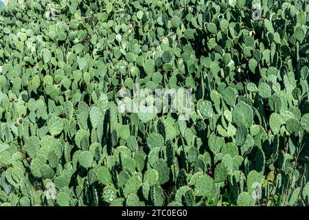 Opuntia ficus-indica, connu, entre autres noms, comme nopal, figuier, palera, penca, poire de barbarie Banque D'Images