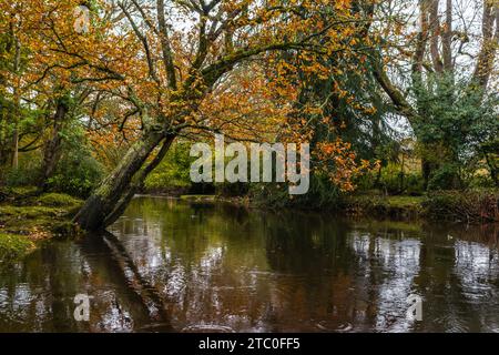 Rivière Lymington en automne, vue sur la nature automnale, parc national de New Forest, Hampshire, Angleterre, Royaume-Uni Banque D'Images