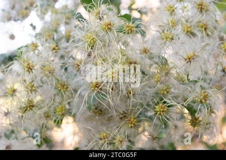 Italie, Lombardie, Clematis sauvages, Clematis Vitalba Banque D'Images