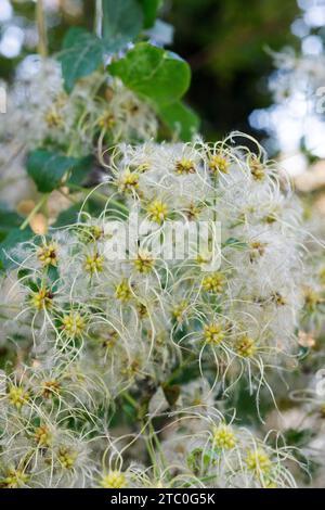 Italie, Lombardie, Clematis sauvages, Clematis Vitalba Banque D'Images