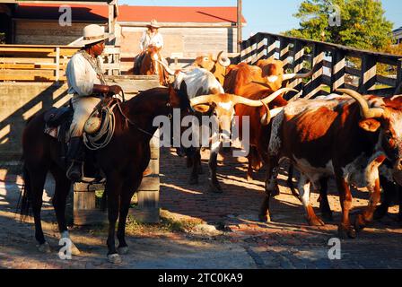 Un cow-boy et une cow-girl chassent des taureaux et des vaches Longhorn de leurs enclos dans un ranch Banque D'Images