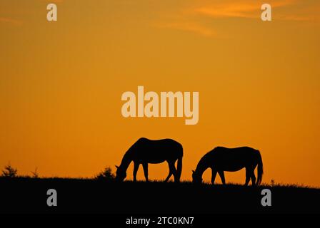 Deux chevaux paissent dans une prairie tandis que le soleil commence à se lever, les rendant en silhouette Banque D'Images