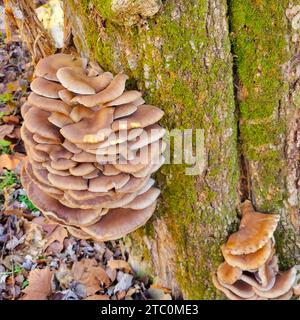 Les champignons à huîtres, pleurotus ostreatus, poussent dans une chasse d'eau, sur un arbre dans une région des fonds du Missouri à la mi-décembre. Banque D'Images