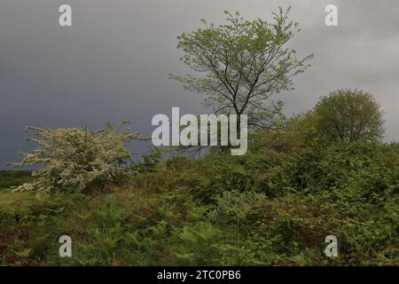 120 chênes Valonia et arbustes aubépine communs en fleurs contre le ciel couvert, poussant le long de l'ancienne muraille de la ville. Apollonia-Albanie. Banque D'Images