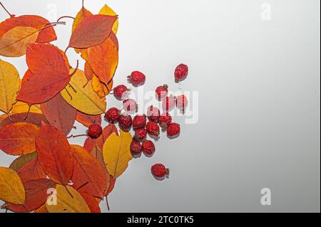 Feuilles rouges et jaunes isolées séchées sur fond blanc. Baies de rose musquée. Banque D'Images