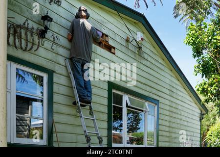 Propriétaire d'une maison sur une échelle réparant des panneaux d'étanchéité pourris, rénovant et entretenant une vieille villa ou bungalow Kiwi en bois. Aotearoa / Nouvelle-Zélande. Banque D'Images