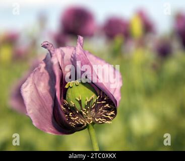 Détail de la fleur de pavot à opium, en latin papaver somniferum, le pavot à fleurs de couleur violet foncé est cultivé en République tchèque pour l'industrie alimentaire Banque D'Images