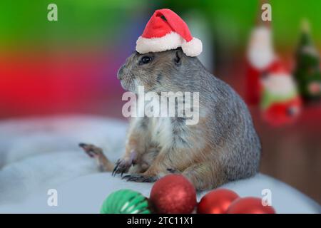 Chien de prairie portant le chapeau rouge du Père Noël attendant de se joindre à la célébration de Noël. Banque D'Images