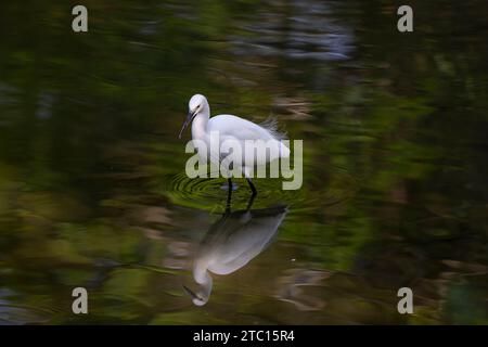Petit reflet d'aigrette dans l'eau Banque D'Images