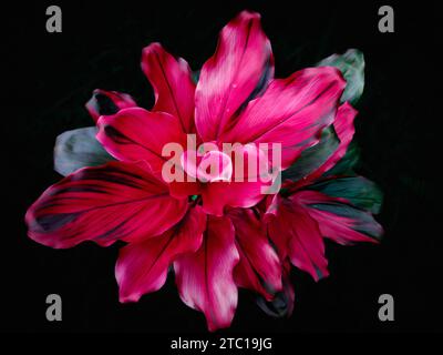 Photo en gros plan de la plante Cordyline Red Sister, également connue sous le nom de plante Ti, de la famille des plantes Cordyline avec des feuilles rose foncé sur un backgroun noir Banque D'Images