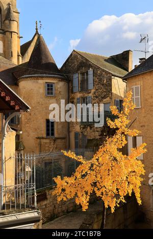 Un arbre Ginkgo biloba à la couleur automnale dans la rue principale de Sarlat, capitale du Périgord Noir. Ginkgo biloba est une espèce d'arbre qui peut vivre un Banque D'Images