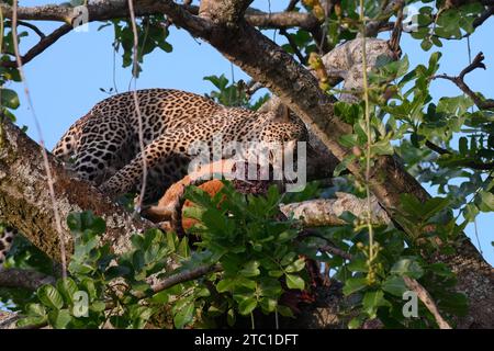 Léopard adulte dans un arbre dévorant sa mort, un impala mâle, parc national du Serengeti, Tanzanie Banque D'Images