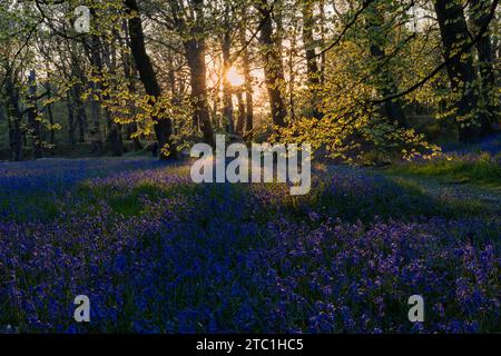 Sunburst à travers trre avec tapis de Bluebells [Hyacinthoides non-scripta] à Blackbury Camp, Devon, Royaume-Uni Banque D'Images