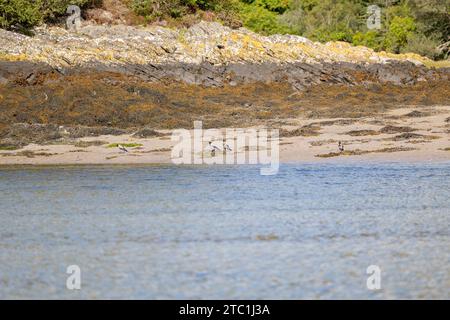 Une vue sur l'eau de quatre corbeaux à capuchon (Corvus cornix) sur une plage rocheuse couverte d'algues près de Mallaig, Lochaber dans les Highlands écossais. ROYAUME-UNI Banque D'Images