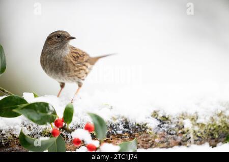 Dunnock (prunella modularis) sur une bûche enneigée en décembre, fond vert sourd. Yorkshire, Royaume-Uni en hiver Banque D'Images