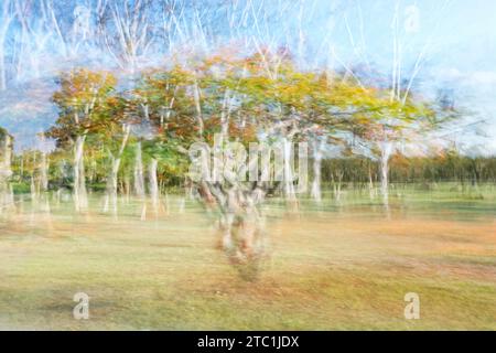 Mouvement circulaire ICM autour d'un arbre à l'aide de la photographie à obturateur long et d'expositions multiples. Banque D'Images